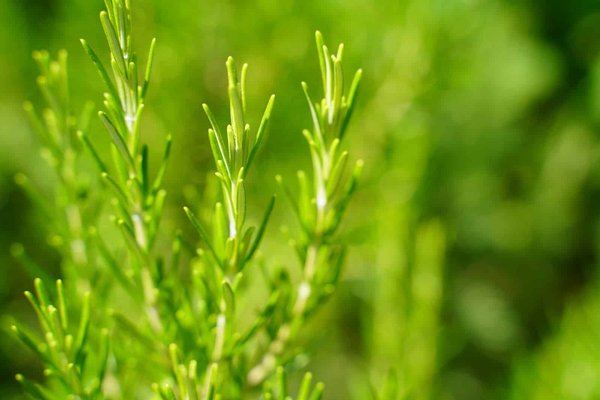 Comment utiliser le thym contre le rhume ?