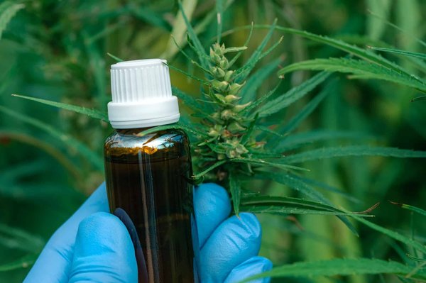 Chanvre : résine ou fleur pour un taux plus élevé?